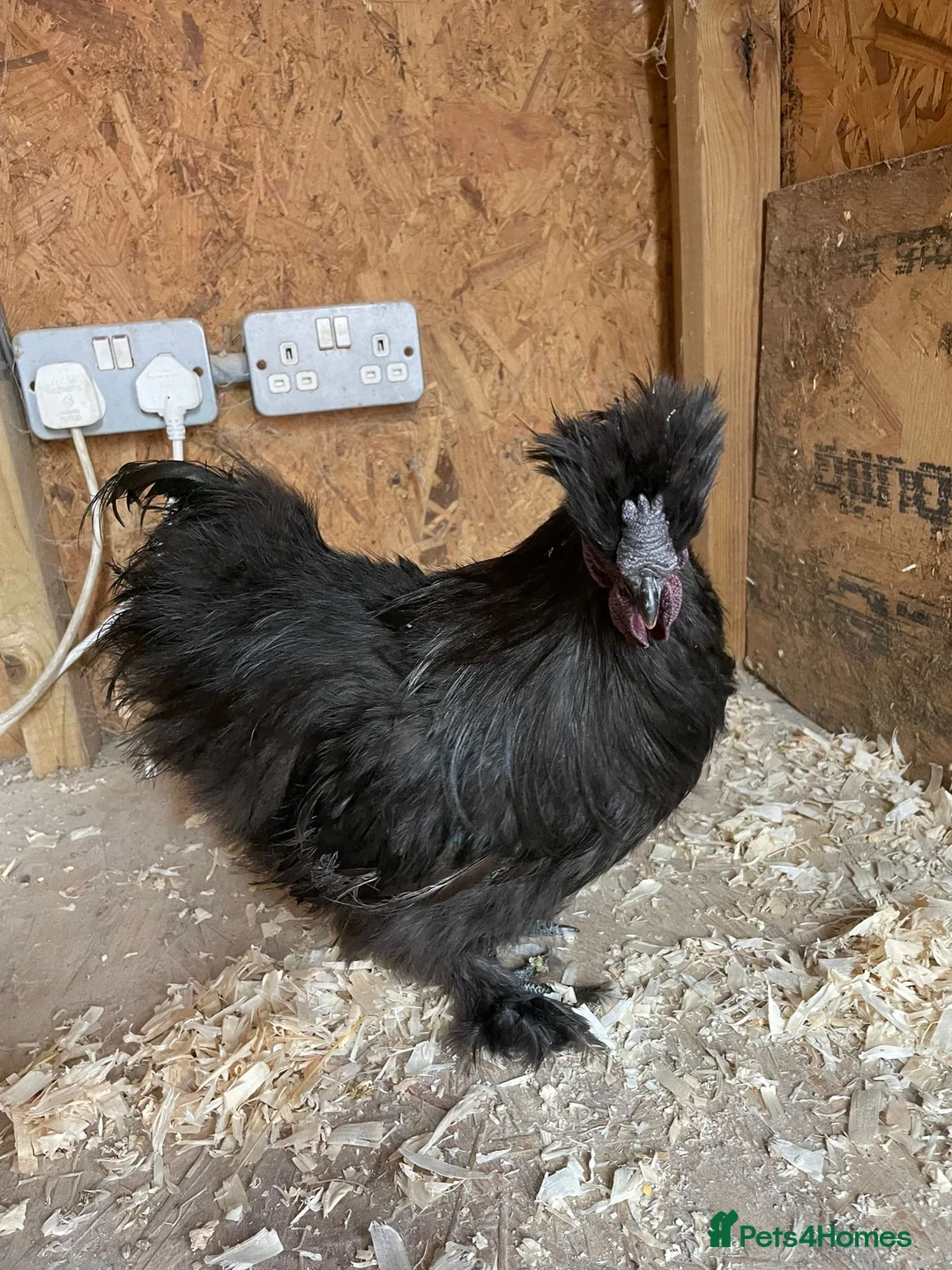 Chickens poultry for sale: Varies silkies  - Advert 1