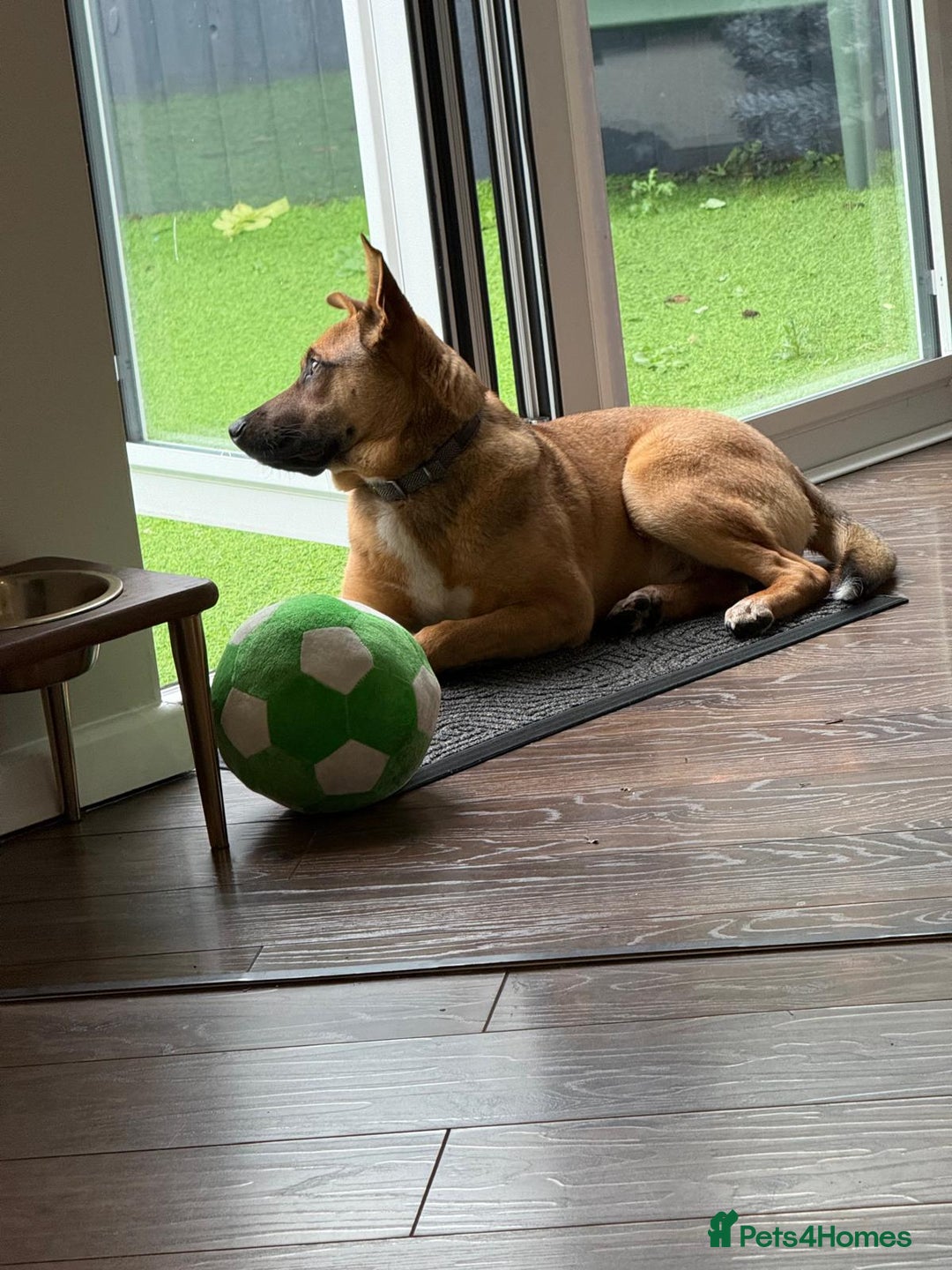 Mixed Breed dogs for adoption: 💙Lord — amazing  8-month-old medium boy💙 - Advert 14