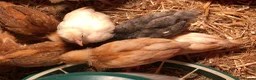 Chickens poultry for sale: Happy, healthy, sexed pullet chicks. - Advert 6