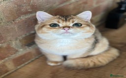 British Shorthair cats for sale: BSH golden kittens - Image 11