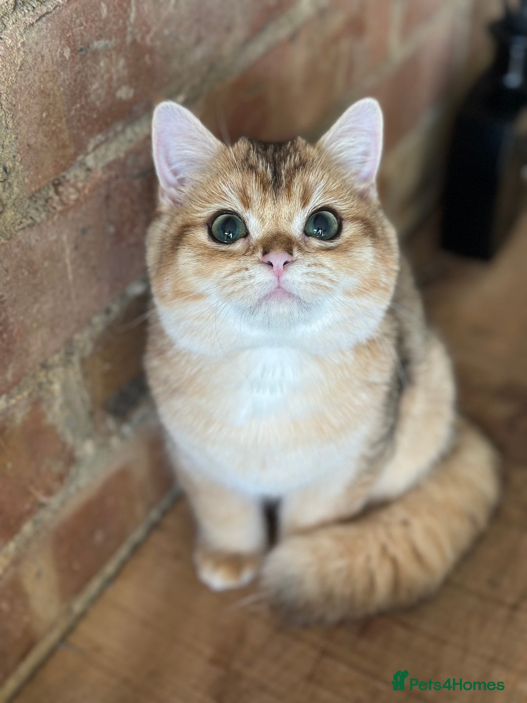 British Shorthair cats for sale: BSH golden kittens - Image 11