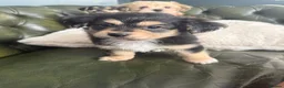 Mixed Breed dogs for sale: Maltese x JackChi puppies - almost ready to go - Advert 6