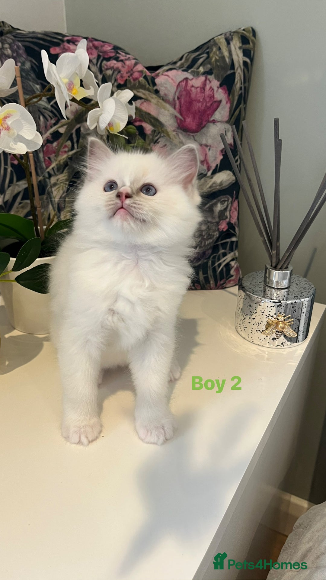 Ragdoll cats for sale: Champion Lines Beautiful Ragdoll Kittens  - Advert 2