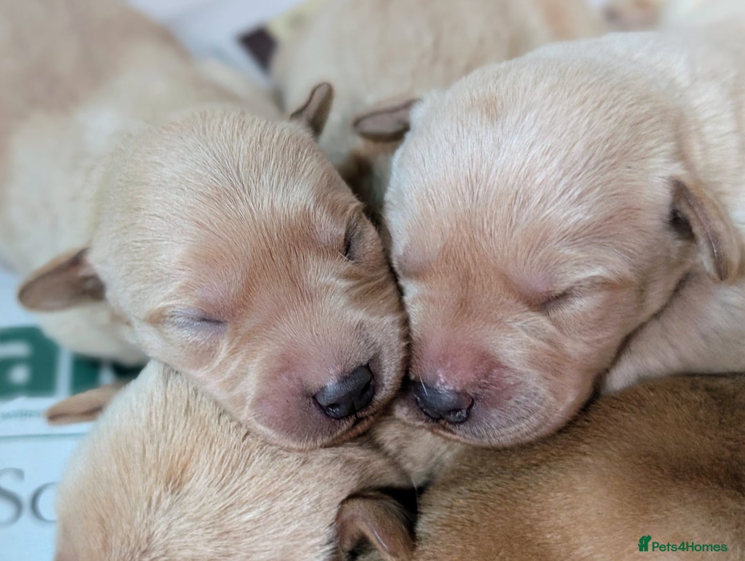 Labrador Retriever dogs for sale: Yellow Labrador Puppies  - Image 2