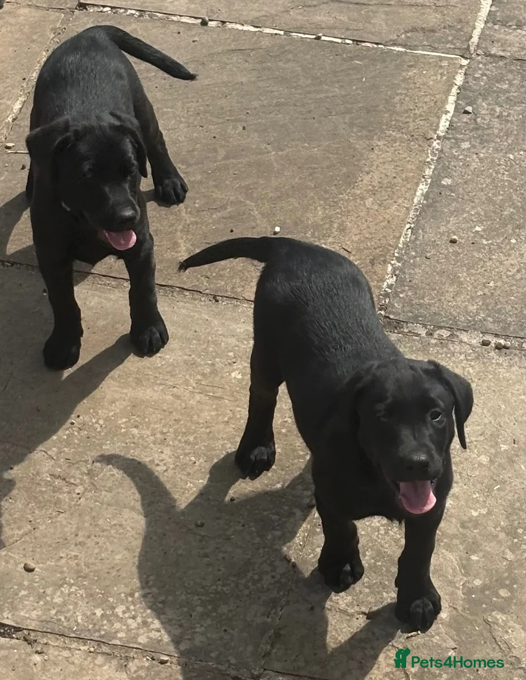 Labrador Retriever dogs for sale: Black Labrador Puppies in Chesterfield - Advert 2