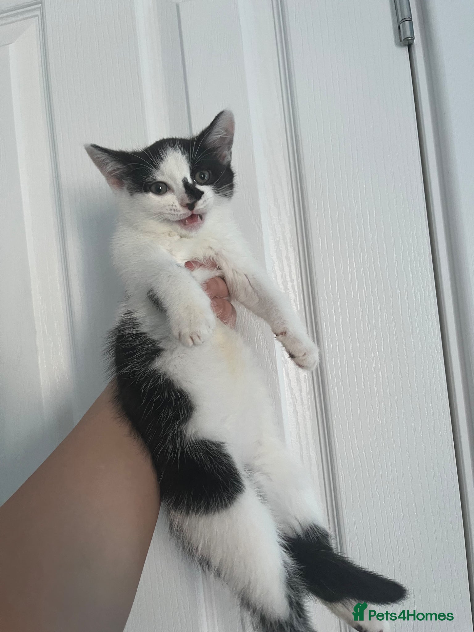 Mixed Breed cats for sale: Female kitten for sale - Advert 1