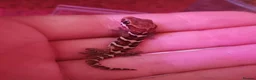 Gecko reptiles for sale: Madagascan Ground Gecko / Pictus Gecko - Advert 3