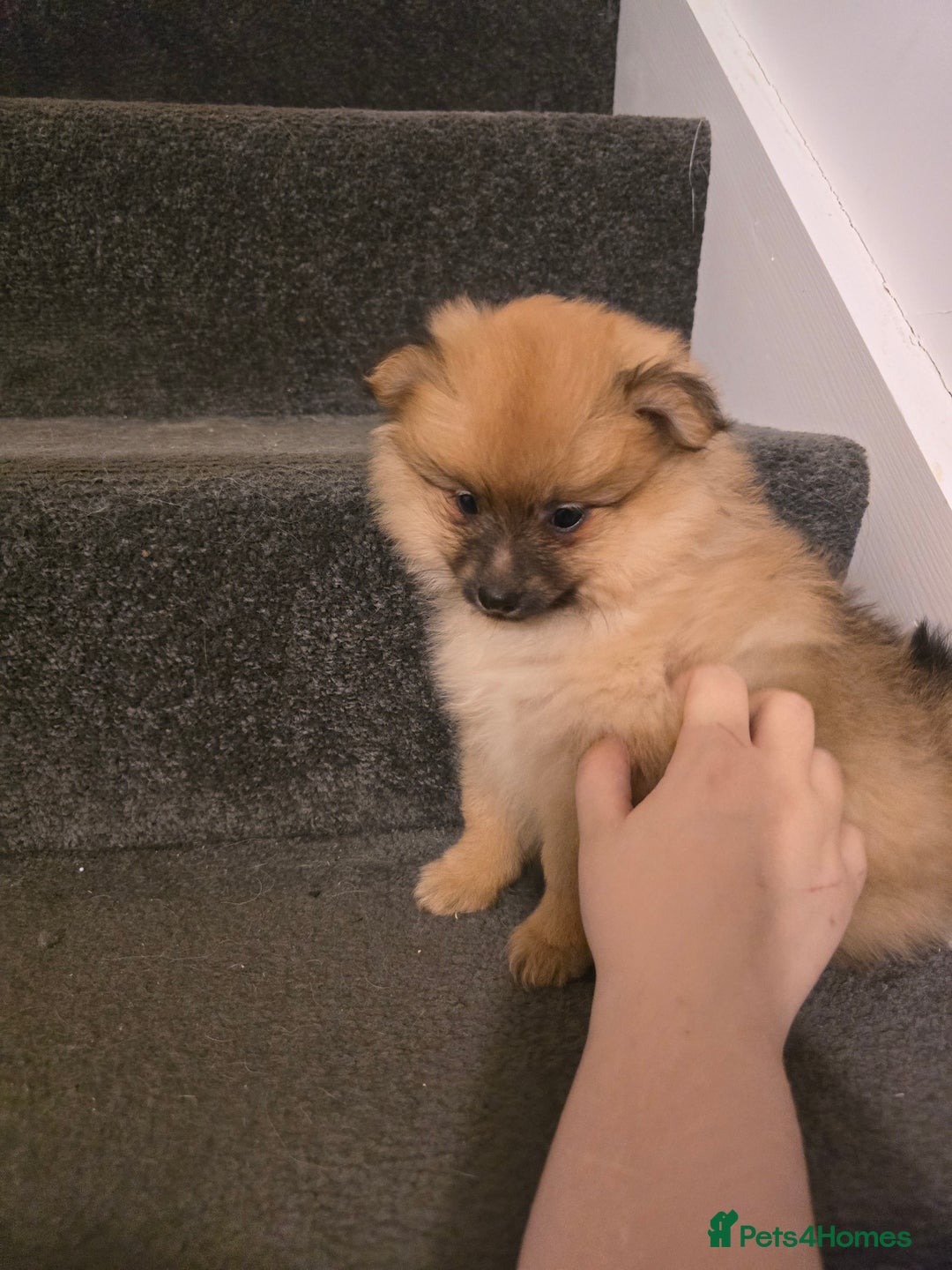 Pomeranian dogs for sale: Sweet puppies  - Image 7