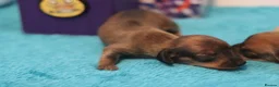 Miniature Dachshund dogs for sale: 4 Miniature Dachshund Pups Red Dapple - Shaded Red - Advert 10