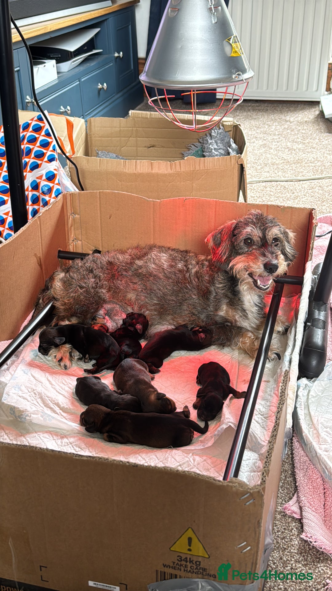 Dachshund dogs for sale: 🐾 Beautiful Dachshund Puppies - Image 17