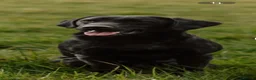 Labrador Retriever dogs for sale: Labrador puppies in Alnwick - Advert 10