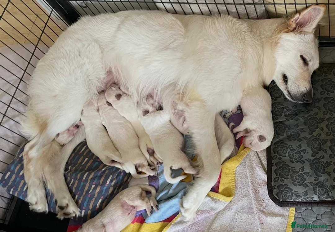 White Swiss Shepherd dogs for sale: White Swiss Shepherd Puppies in London - Advert 2