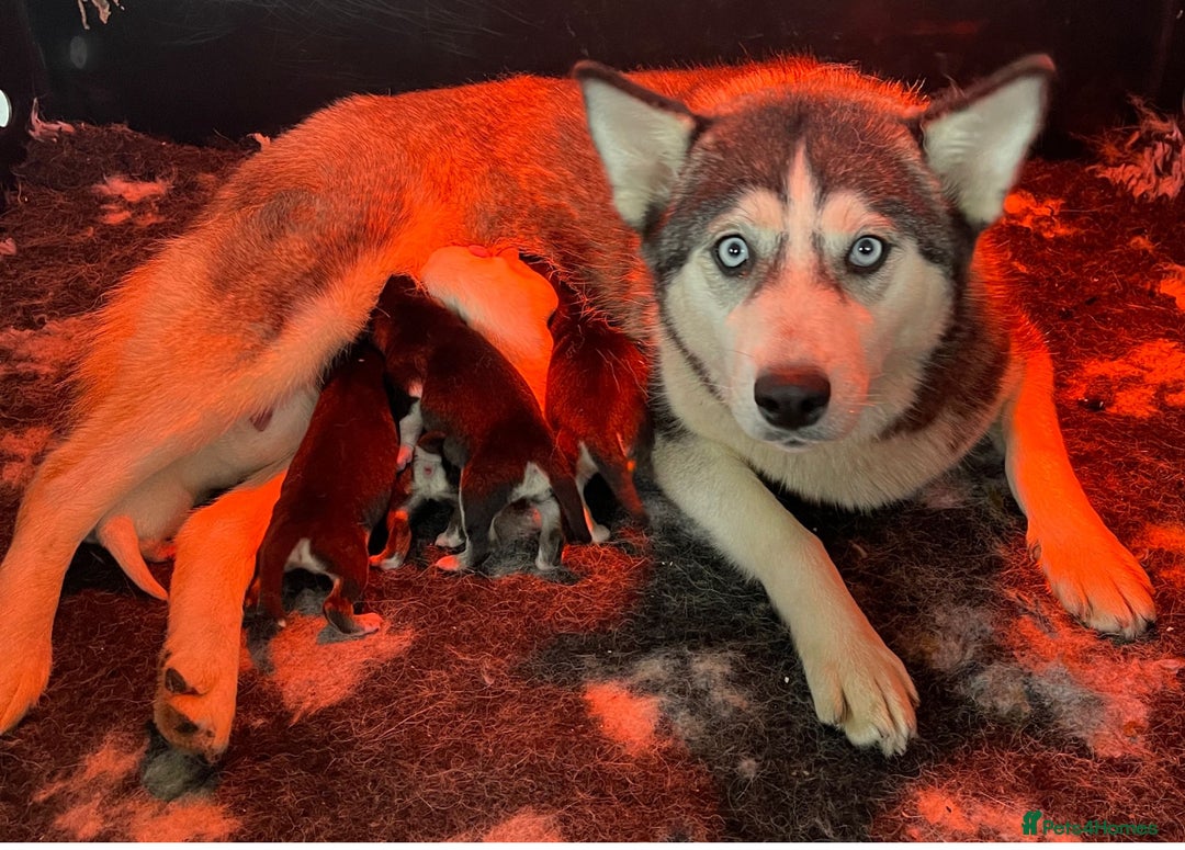 Mixed Breed dogs for sale: Stunning chowsky puppies for sale  - Image 16