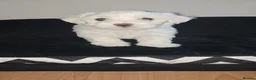 Maltese dogs for sale: Beautiful pure Maltese puppies  - Advert 3
