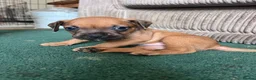 Mixed Breed dogs for sale: Sprocker spaniel x Frenchie-Pei  - Advert 12