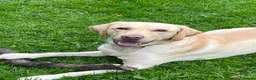 Labrador Retriever dogs for sale: Labrador retriever looking for a new home - Advert 1