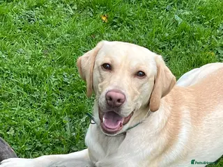 Labrador Retriever dogs Labrador retriever looking for a new home - Advert 2