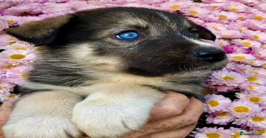 Mixed Breed dogs - Advert 14