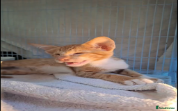 Mixed Breed cats for adoption: WE FIUND 2 BLIND KITTENS- CAN WE FIND ADOPTERS ??? - Advert 3