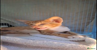 Mixed Breed cats WE FOUND 2 BLIND KITTENS- CAN WE FIND ADOPTERS ??? - Advert 1