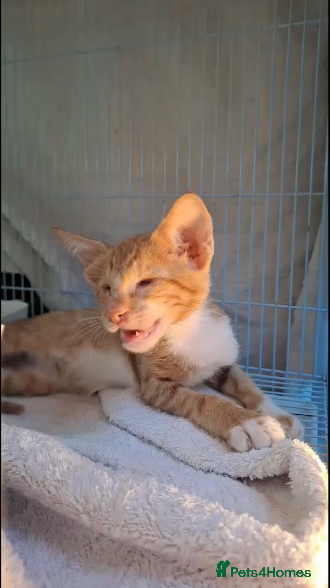 Mixed Breed cats for adoption: WE FIUND 2 BLIND KITTENS- CAN WE FIND ADOPTERS ??? - Advert 3