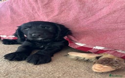 Cocker Spaniel dogs for sale: Beautiful Litter of Cocker Spaniel Puppies  - Image 15