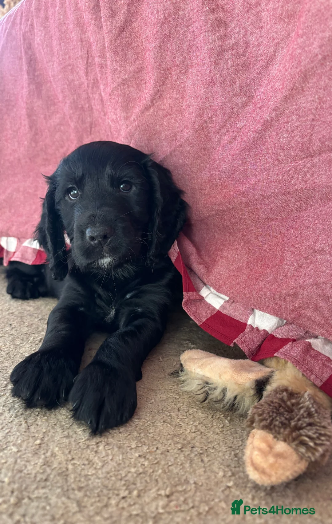Cocker Spaniel dogs for sale: Beautiful boy remaining Cocker Spaniel Puppies  - Advert 16