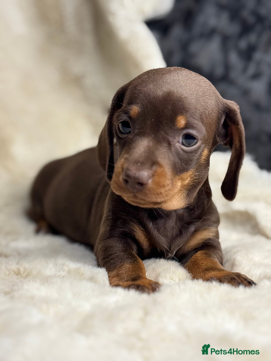 Miniature Dachshund dogs for sale: Quality health tested mini smooth dachshund pups  - Advert 14