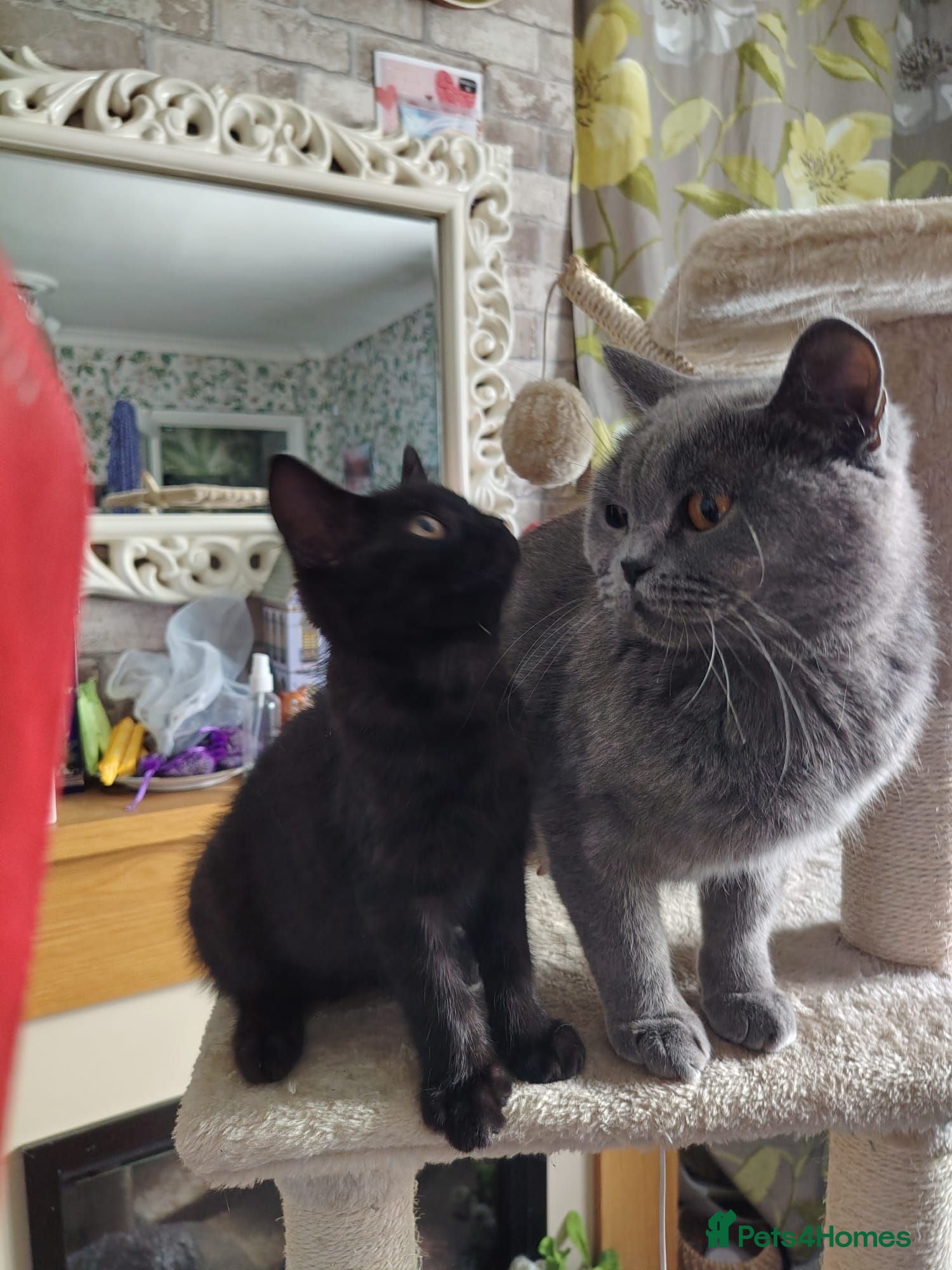 British Shorthair cats Beautifull kitten  - Advert 1