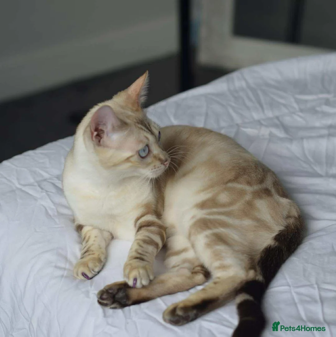 Bengal cats for sale: PHENOMENAL BENGAL KITS 🩷 2 FEMALES REMAINING 🩷 - Advert 3