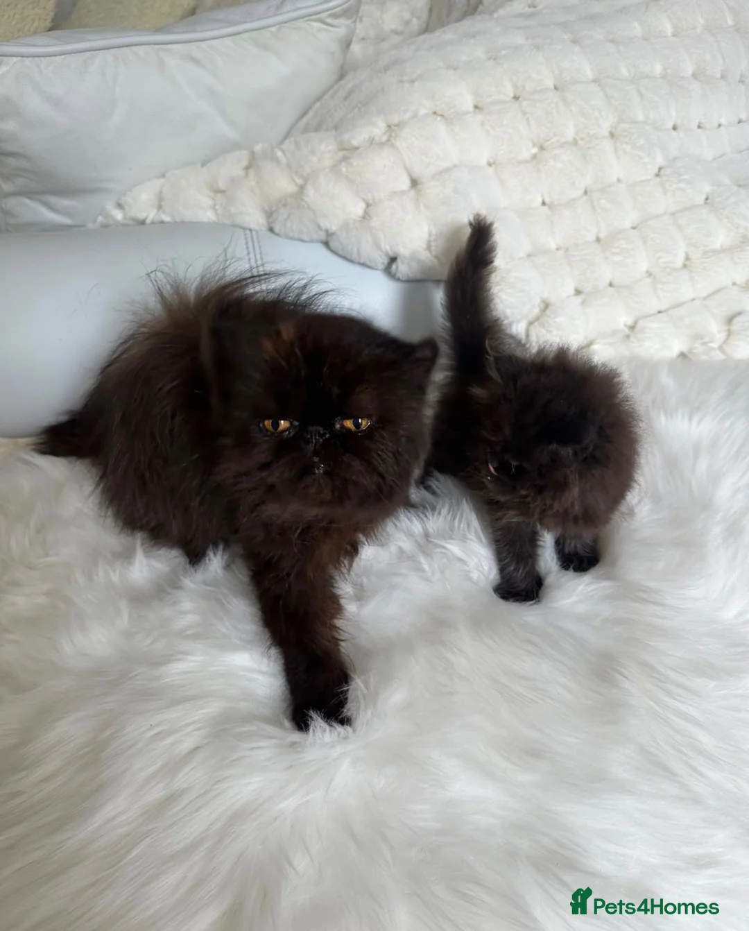 Maine Coon cats for sale: Maine coon x persian - Advert 8