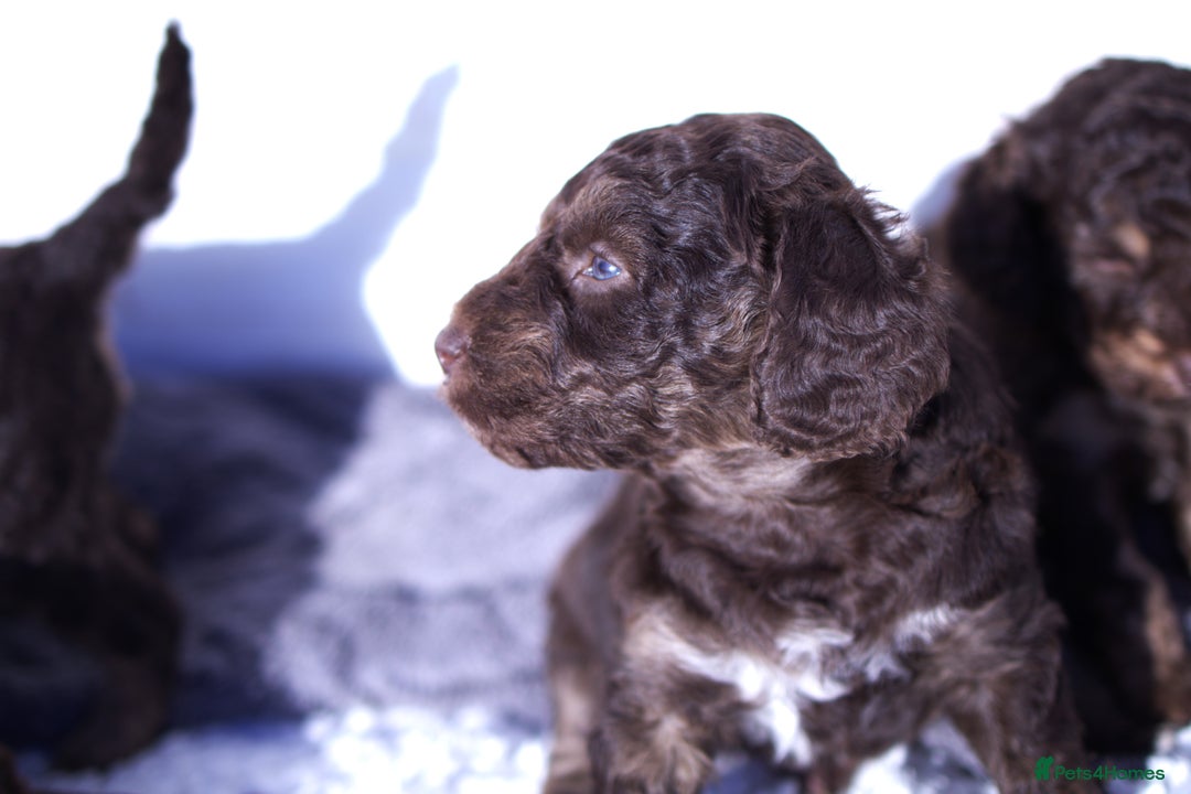Labradoodle dogs for sale: 🐾🌈 Bred for Potential, Raised for Resilience🐾🌈 - Advert 5
