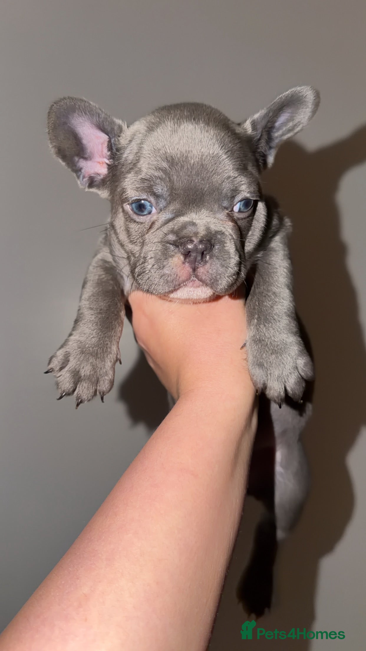 French Bulldog dogs Gorgeous Lilac, Pink Isabella, & Blue Frenchies - Advert 15