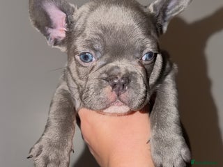 French Bulldog dogs Gorgeous Lilac, Pink Isabella, & Blue Frenchies - Advert 15