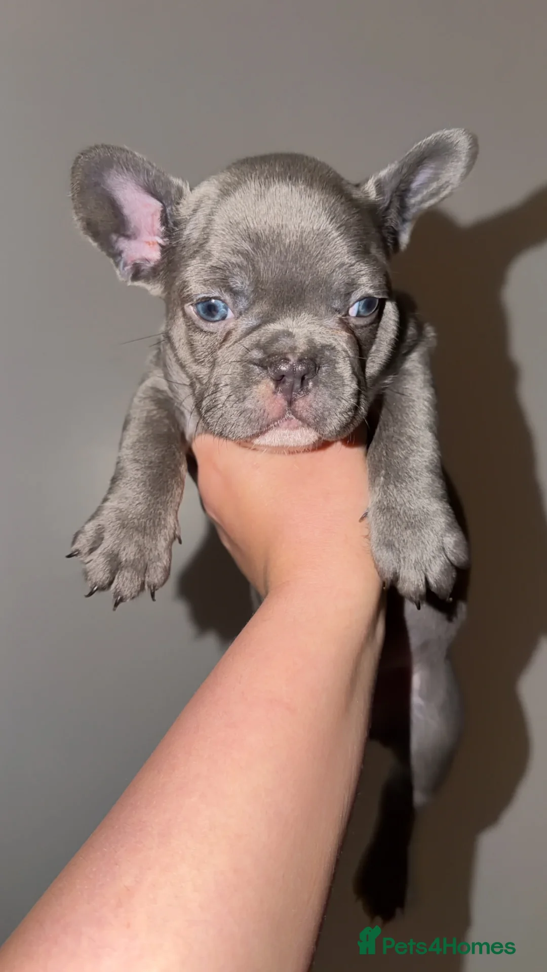 French Bulldog dogs for sale: Gorgeous Lilac, Pink Isabella, & Blue Frenchies - Advert 1