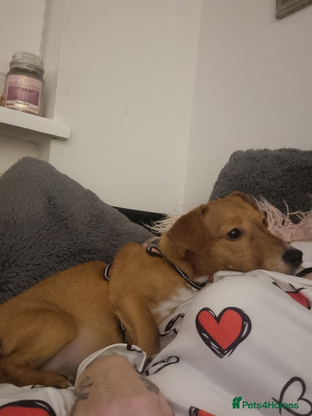 Mixed Breed dogs for sale: Jack Russell x dachshund  - Advert 4