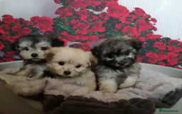 Maltipoo dogs for sale: Stunning  TINY phantom Maltipoos ready now  - Image 8
