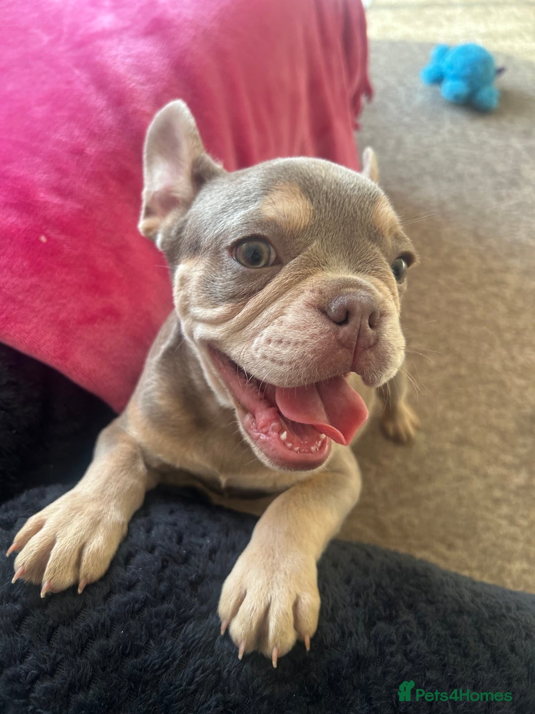 French Bulldog dogs for sale: 🐾 Adorable French Bulldog Puppy – Mugsy - Image 2