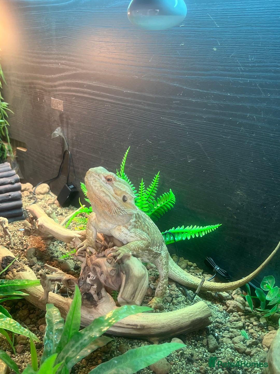 Bearded Dragon reptiles for sale: Bearded dragon with setup for (urgent) sale - Advert 3