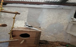 Parakeets birds for sale: proven and bonded pair - Image 5