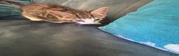 Mixed Breed cats for sale: 4 amazing coloured kittens - Advert 6