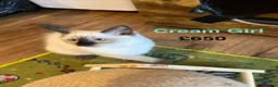 Ragdoll cats for sale: 💖Fabulous Pure Ragdoll Kittens Waiting for Love❤️ - Advert 29
