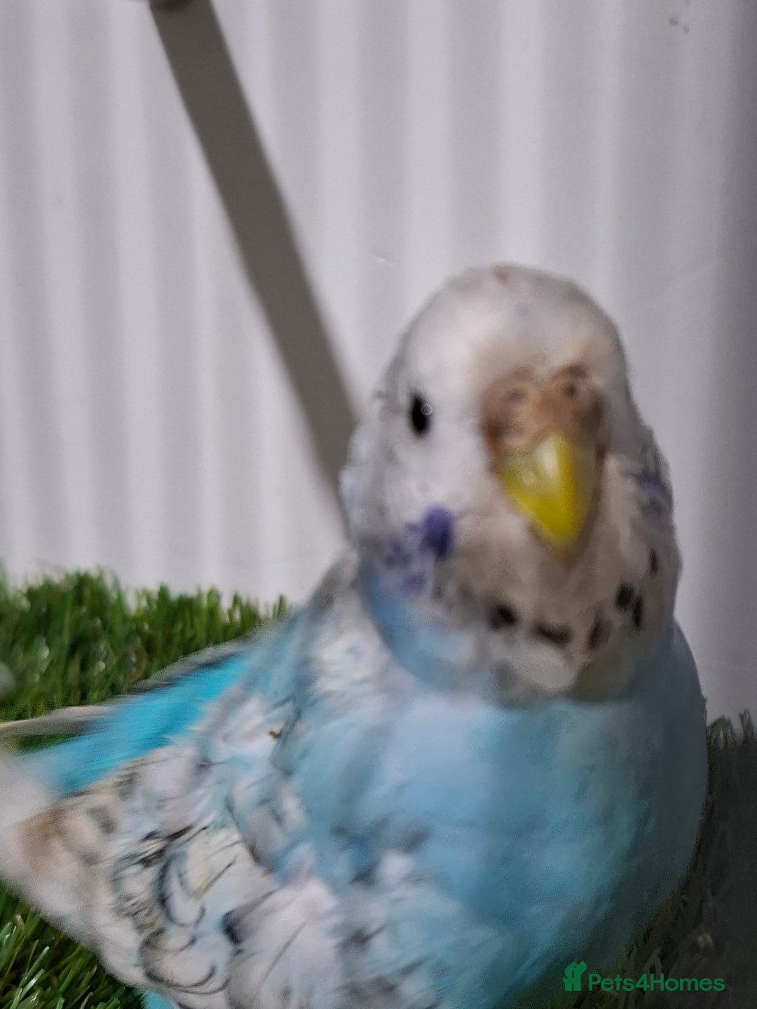 Budgerigars birds for sale: Budgies for sale  - Advert 14