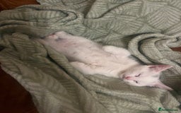 Mixed Breed cats for sale: Kittens Ready now  - Image 5