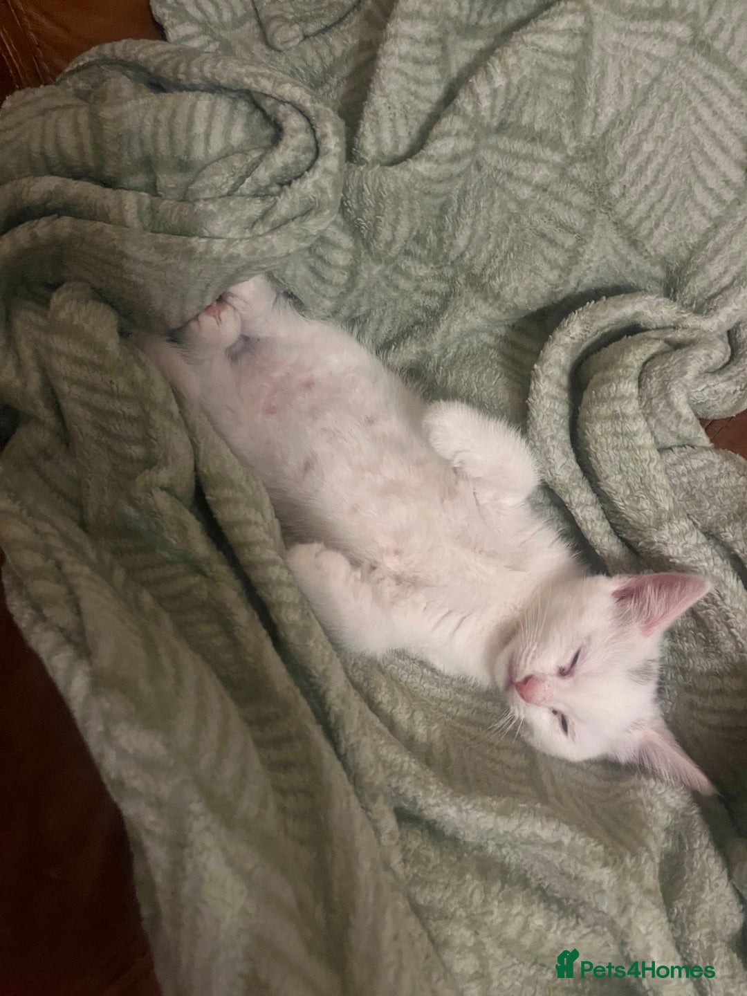 Mixed Breed cats for sale: Kittens Ready now  - Image 5