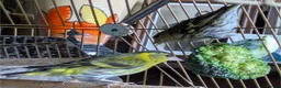 Finches birds for sale: Siskins ( pair) in Cowbridge - Advert 5