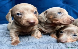 Miniature Dachshund dogs for sale: Miniature dachshunds  - Image 2