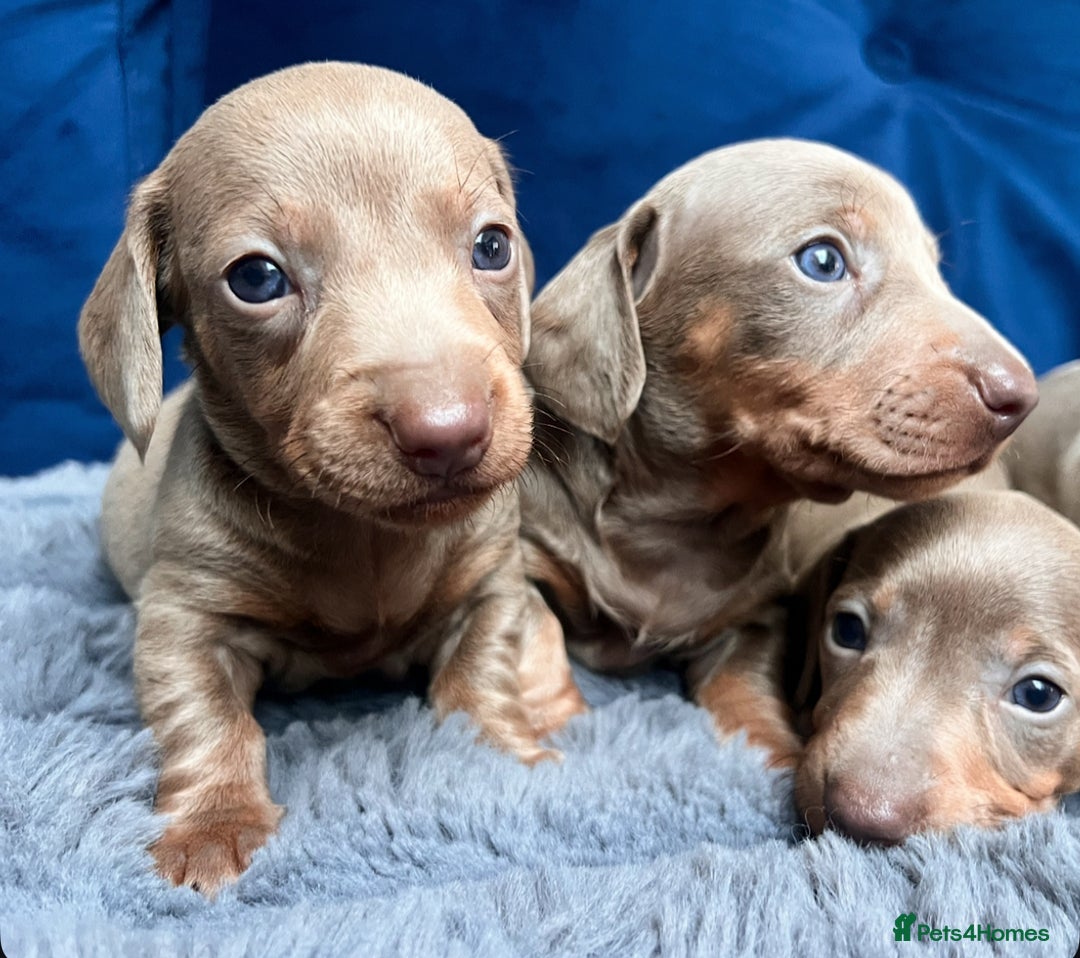 Miniature Dachshund dogs for sale: Miniature dachshunds  - Image 2