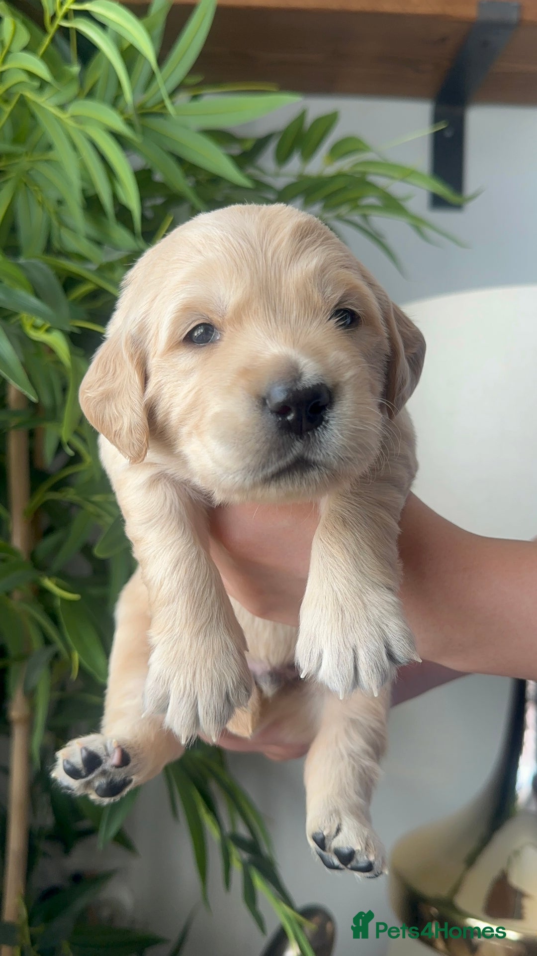 Golden Retriever dogs for sale: KC Golden Retriever Male. 🧬Health Tested Parents - Image 4