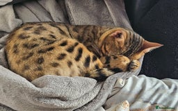Bengal cats for sale: Bengal  in Forfar - Image 6